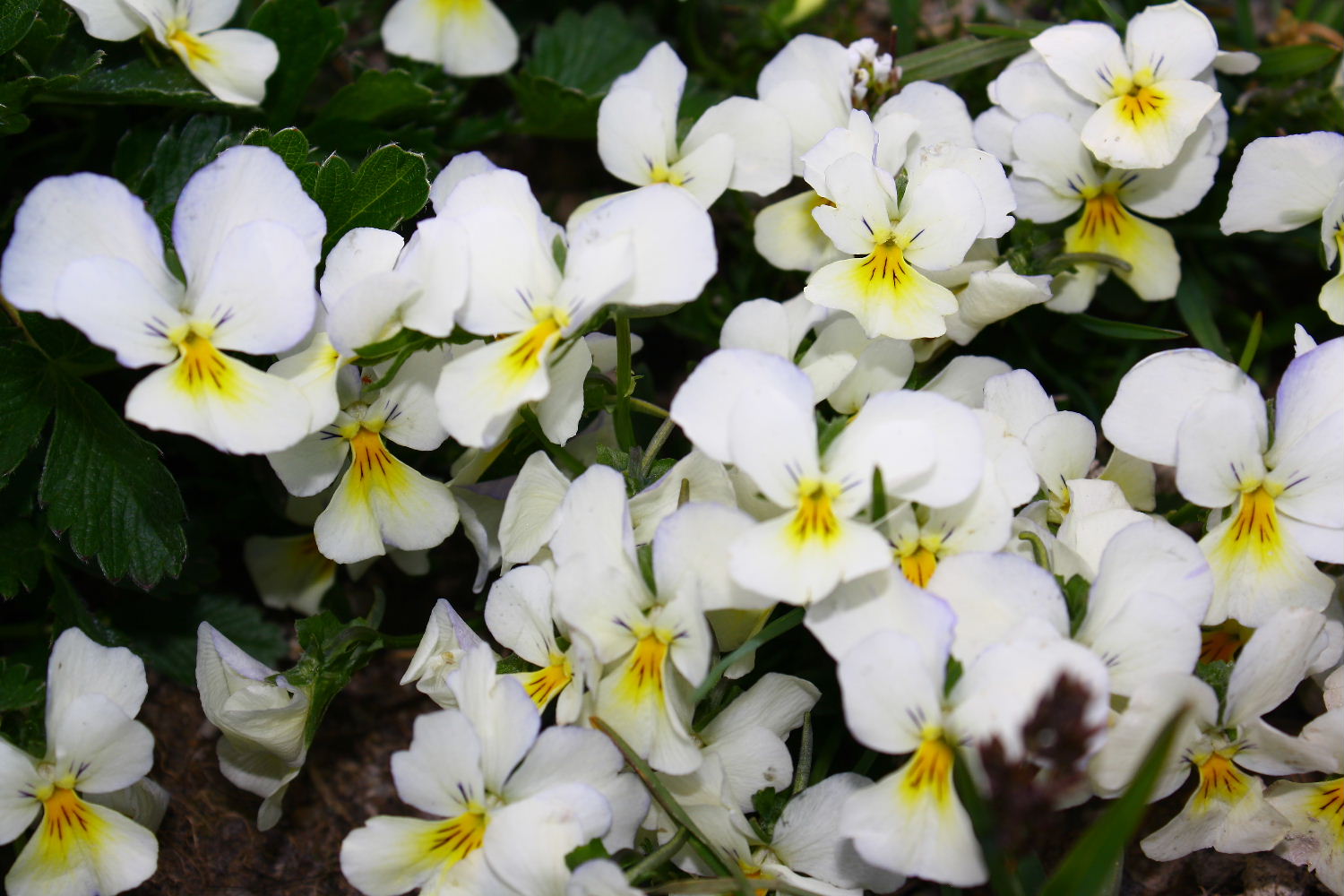 Viola calcarata s.l.